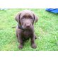 Labrador Retriever Welpen - Hündin