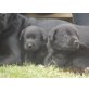 Labrador Retriever Welpen - Hündin