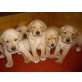 Labrador Retriever Welpen - Hündin