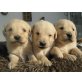 Labrador Retriever Welpen - Hündin