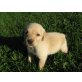 Labrador Retriever Welpen - Hündin