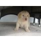 Labrador Retriever Welpen - Hündin