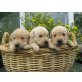 Labrador Retriever Welpen - Hündin