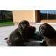 Labrador Retriever Welpen - Hündin