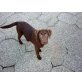 Labrador Retriever Welpen - Hündin