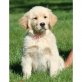 Labrador Retriever Welpen - Hündin