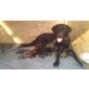 Labrador Retriever Welpen - Hündin