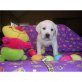 Labrador Retriever Welpen - Hündin