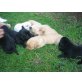 Labrador Retriever Welpen - Hündin