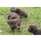 Labrador Retriever Welpen - Hündin