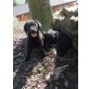 Labrador Retriever Welpen - Hündin