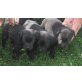 Labrador Retriever Welpen - Hündin