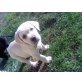 Labrador Retriever Welpen - Hündin