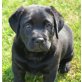 Labrador Retriever Welpen - Hündin