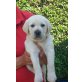 Labrador Retriever Welpen - Hündin