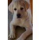 Labrador Retriever Welpen - Hündin