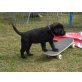 Labrador Retriever Welpen - Hündin
