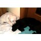 Labrador Retriever Welpen - Hündin