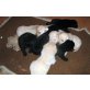 Labrador Retriever Welpen - Hündin