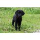 Labrador Retriever Welpen - Hündin