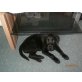 Labrador Retriever Welpen - Hündin
