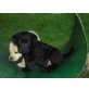 Labrador Retriever Welpen - Hündin
