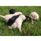 Labrador Retriever Welpen - Hündin