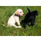Labrador Retriever Welpen - Hündin