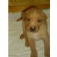 Labrador Retriever Welpen - Hündin