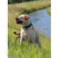 Labrador Retriever Welpen - Hündin