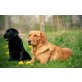 Labrador Retriever Welpen - Hündin