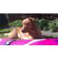 Labrador Retriever Welpen - Hündin