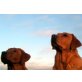 Labrador Retriever Welpen - Hündin