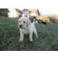 Labrador Retriever Welpen - Hündin