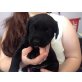 Labrador Retriever Welpen - Hündin