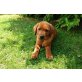 Labrador Retriever Welpen - Hündin