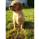 Labrador Retriever Welpen - Hündin