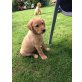 Labrador Retriever Welpen - Hündin
