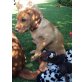 Labrador Retriever Welpen - Hündin
