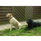 Labrador Retriever Welpen - Hündin