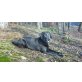 Labrador Retriever Welpen - Hündin