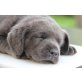 Labrador Retriever Welpen - Hündin