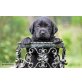 Labrador Retriever Welpen - Hündin