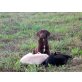 Labrador Retriever Welpen - Hündin