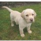 Labrador Retriever Welpen - Hündin