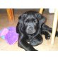 Labrador Retriever Welpen - Hündin