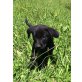 Labrador Retriever Welpen - Hündin