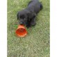 Labrador Retriever Welpen - Hündin