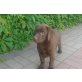 Labrador Retriever Welpen - Hündin