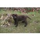 Labrador Retriever Welpen - Hündin
